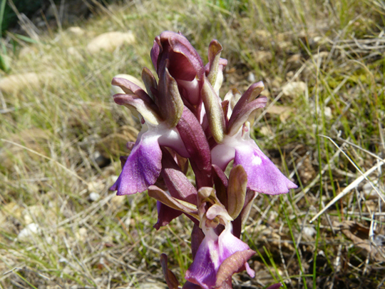 Ophrys ...e invito a fotografare orchidee nella RNO T. Salsa